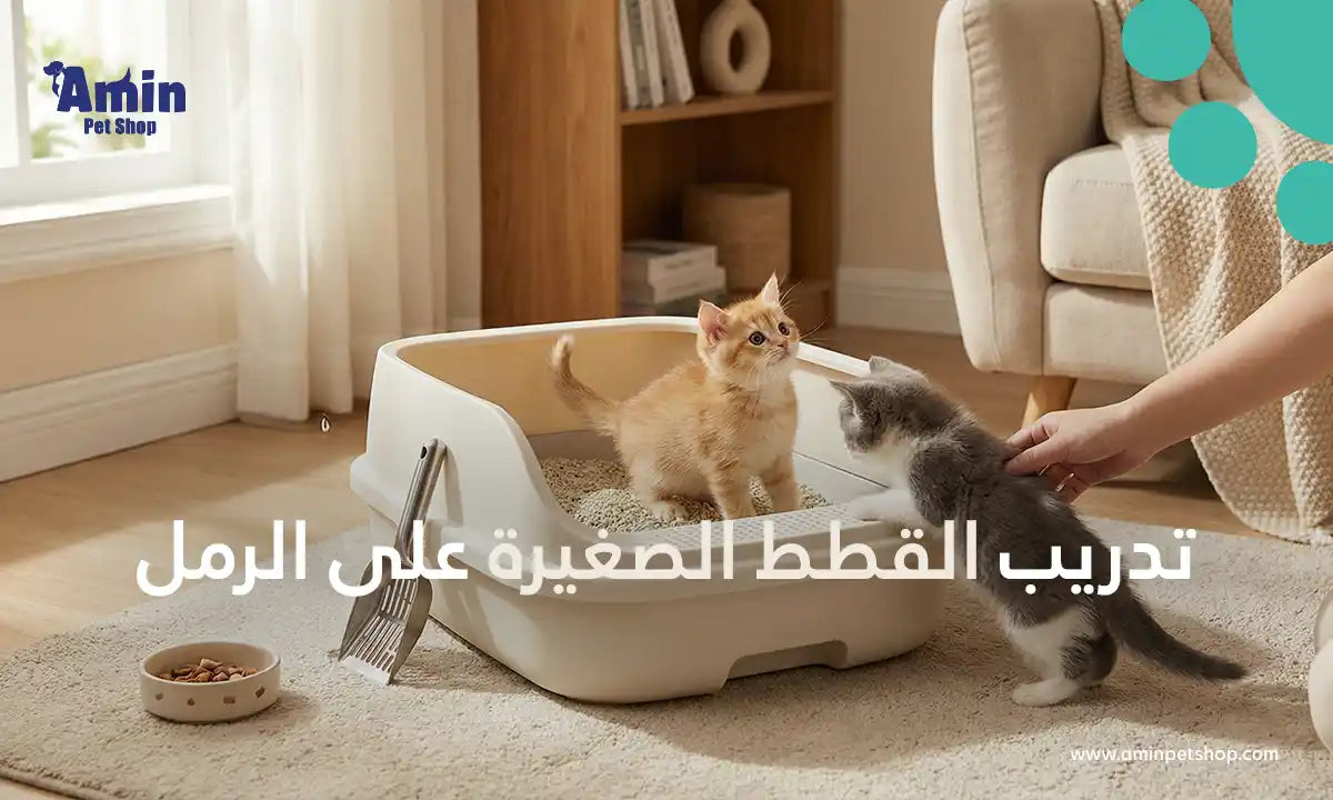 تدريب القطط الصغيرة على الرمل