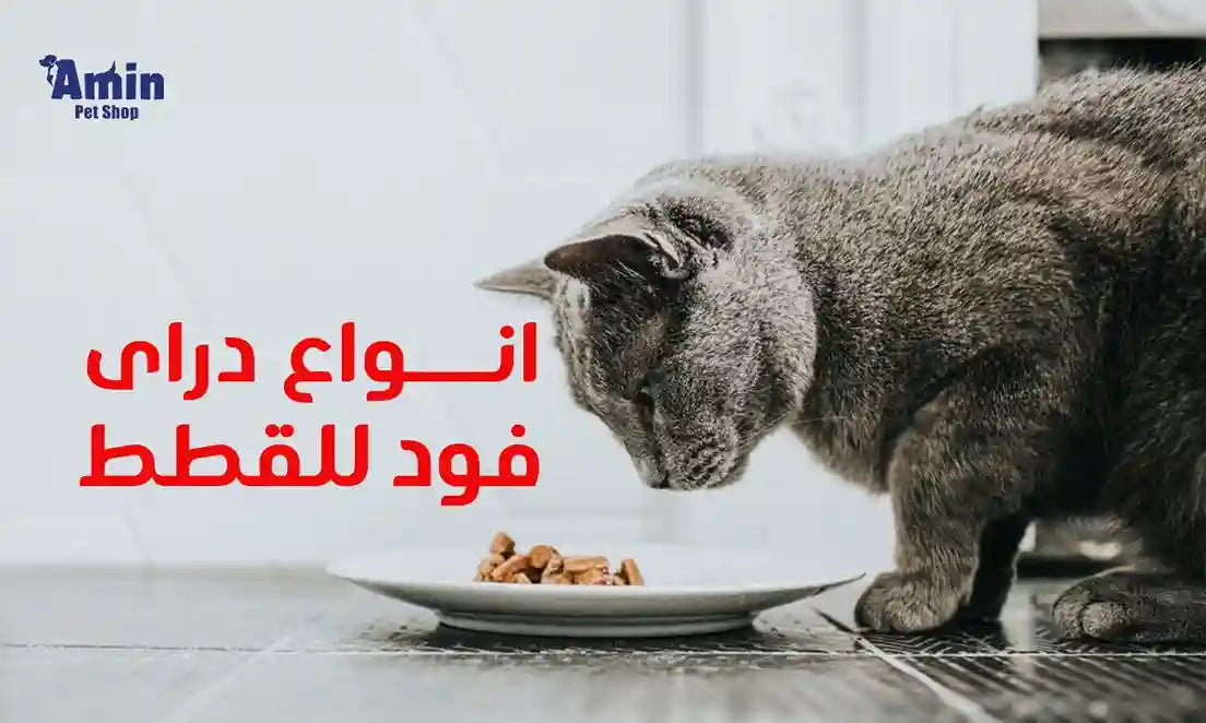 أفضل انواع دراى فود للقطط