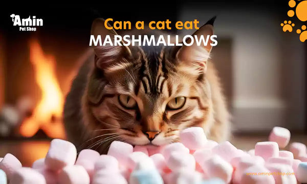 Can a cat eat marshmallows