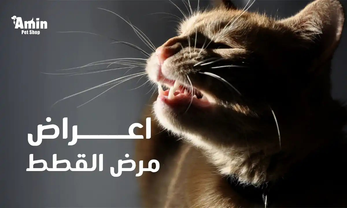 اعراض مرض القطط