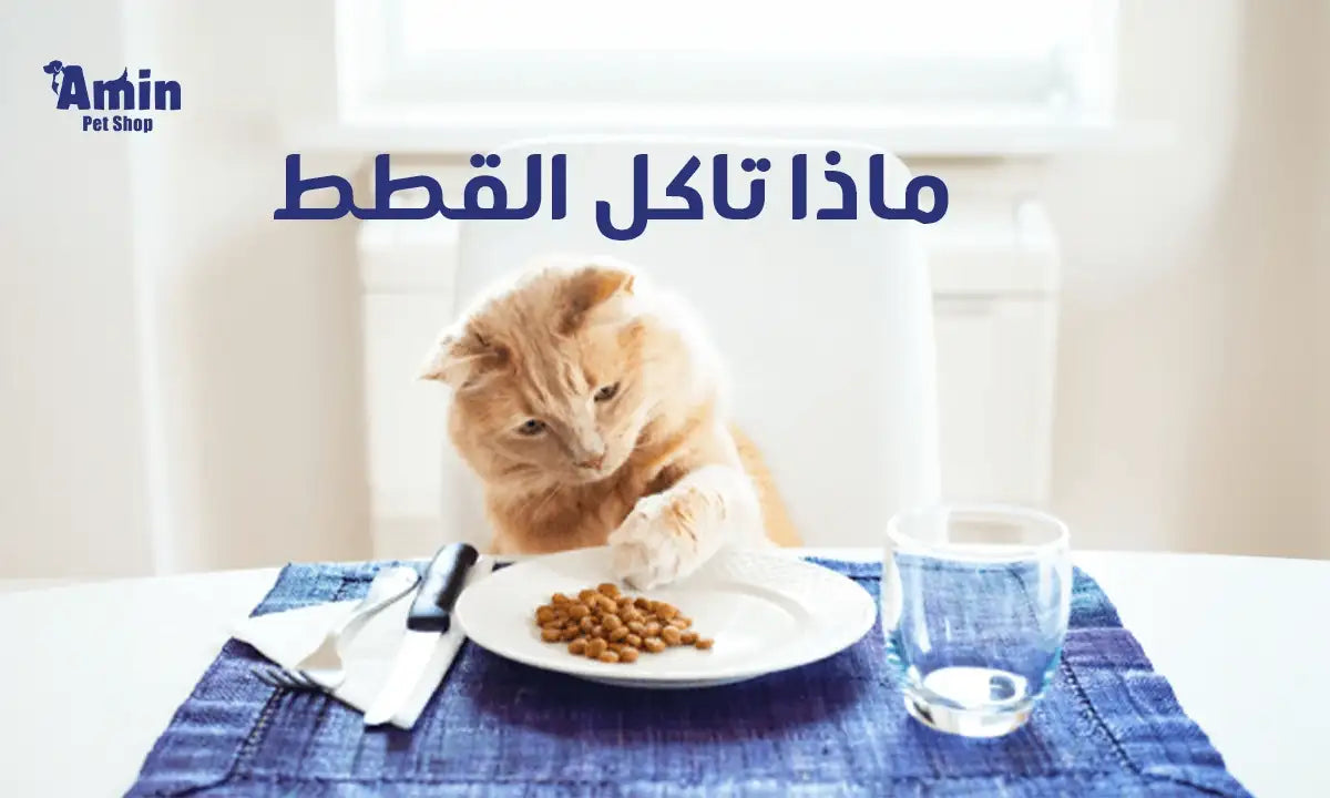 ماذا تأكل القطط: دليل شامل للأطعمة المفيدة والممنوعة