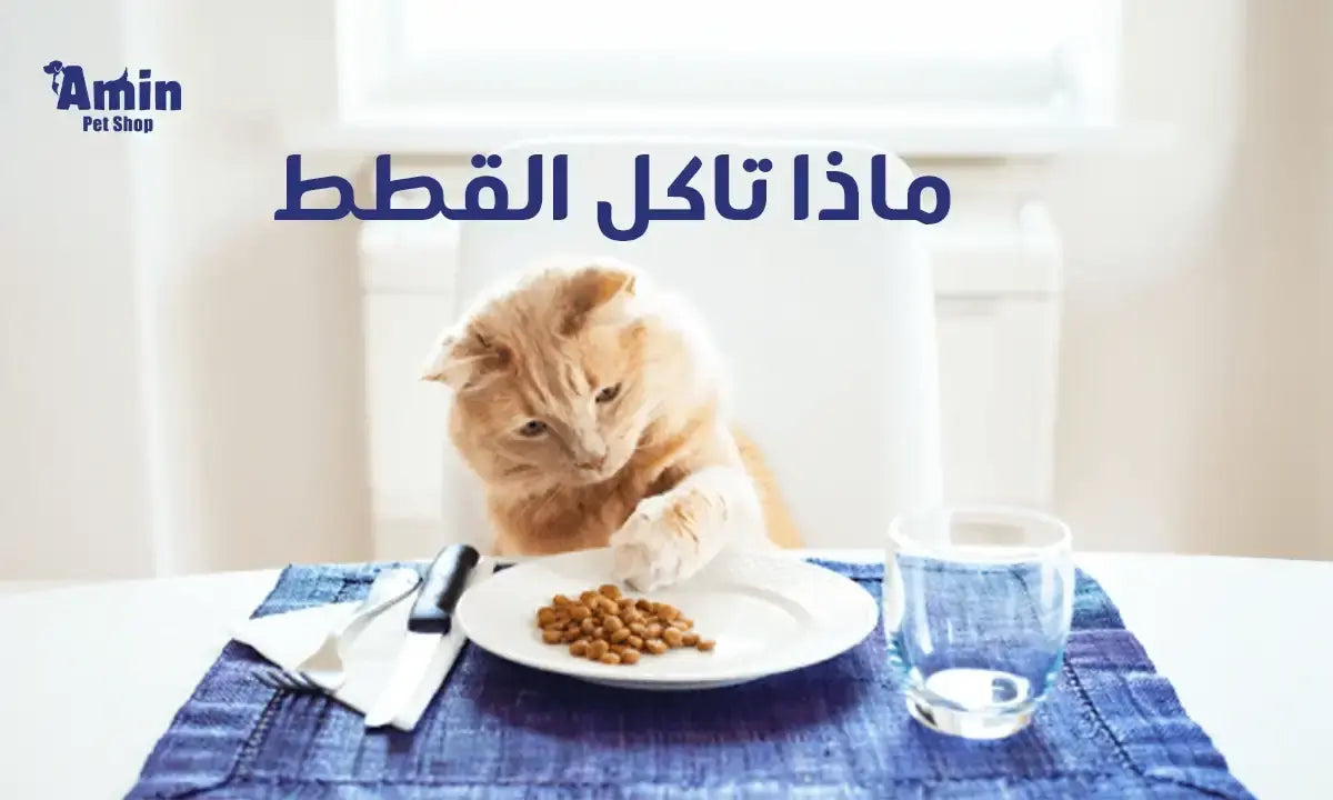 ماذا تأكل القطط