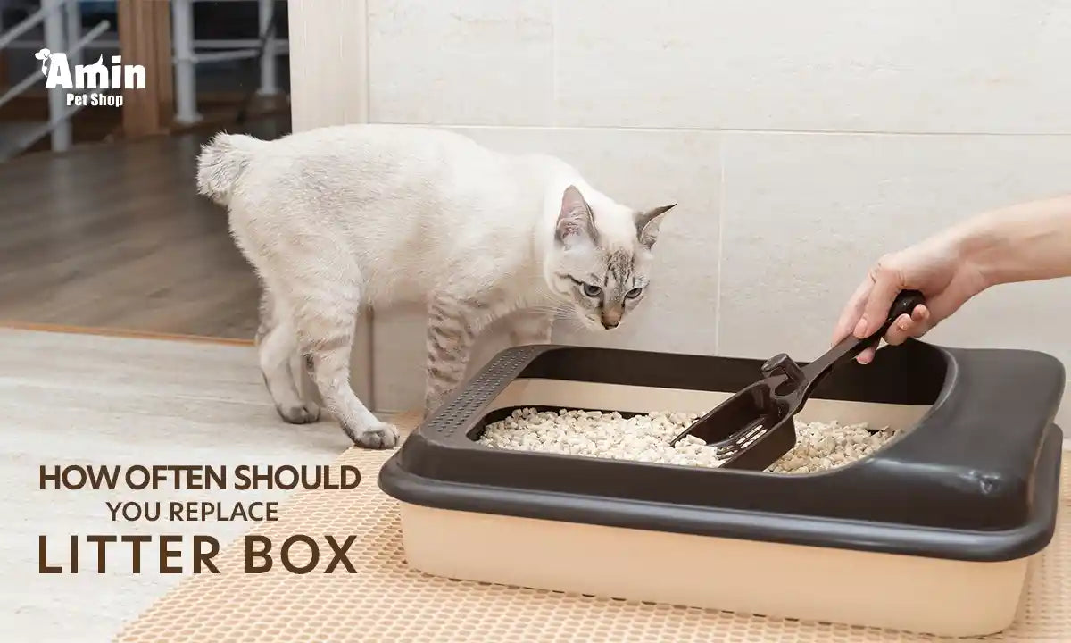 how often should you replace litter box