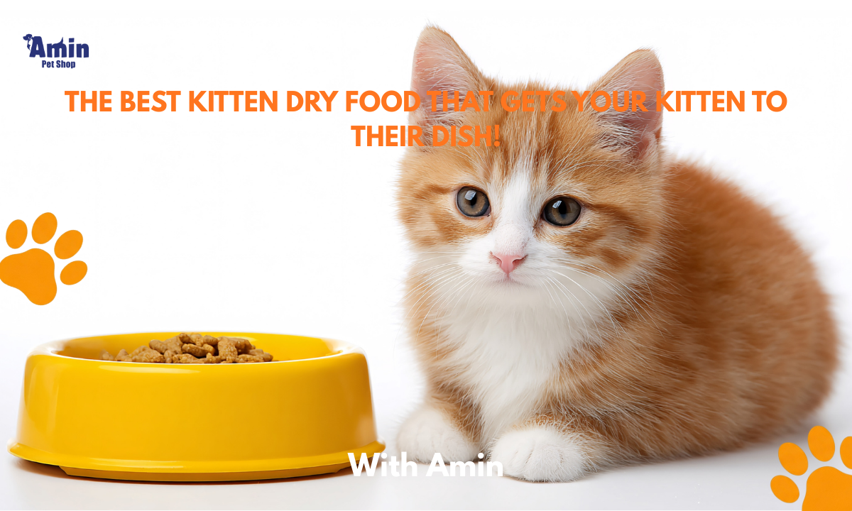 The Best Kitten Dry Food That Gets Your Kitten to Their Dish!