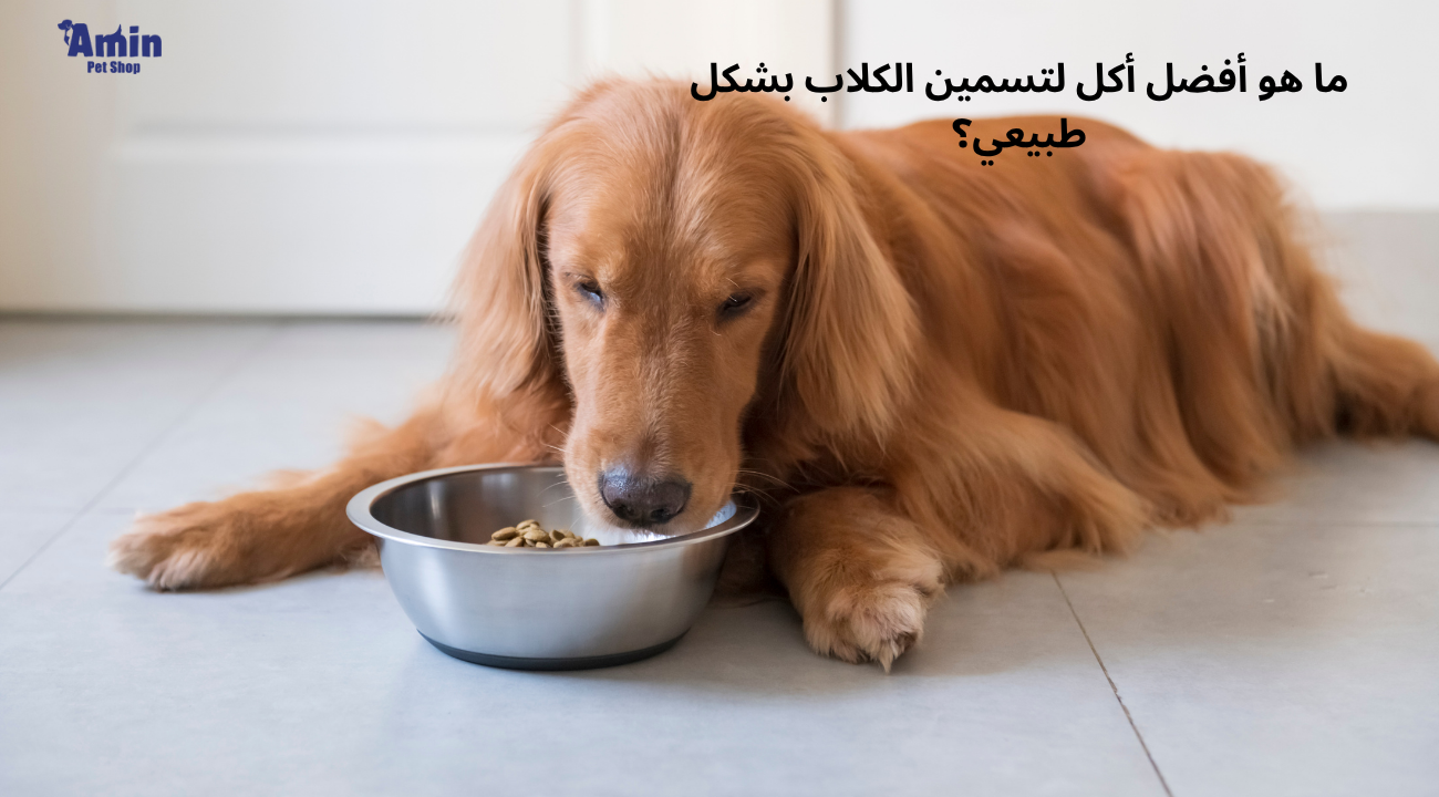 ما هو أفضل أكل لتسمين الكلاب بشكل طبيعي؟