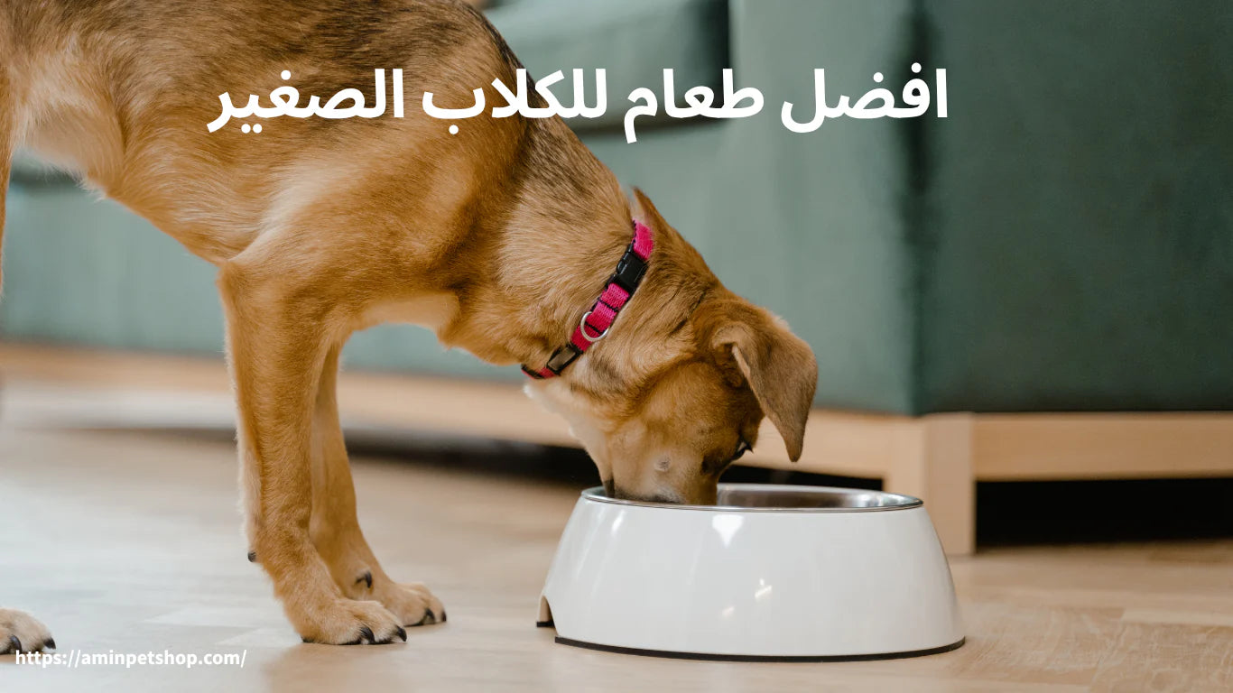 افضل طعام للكلاب الصغيرة: دليل شامل لاختيار صحي