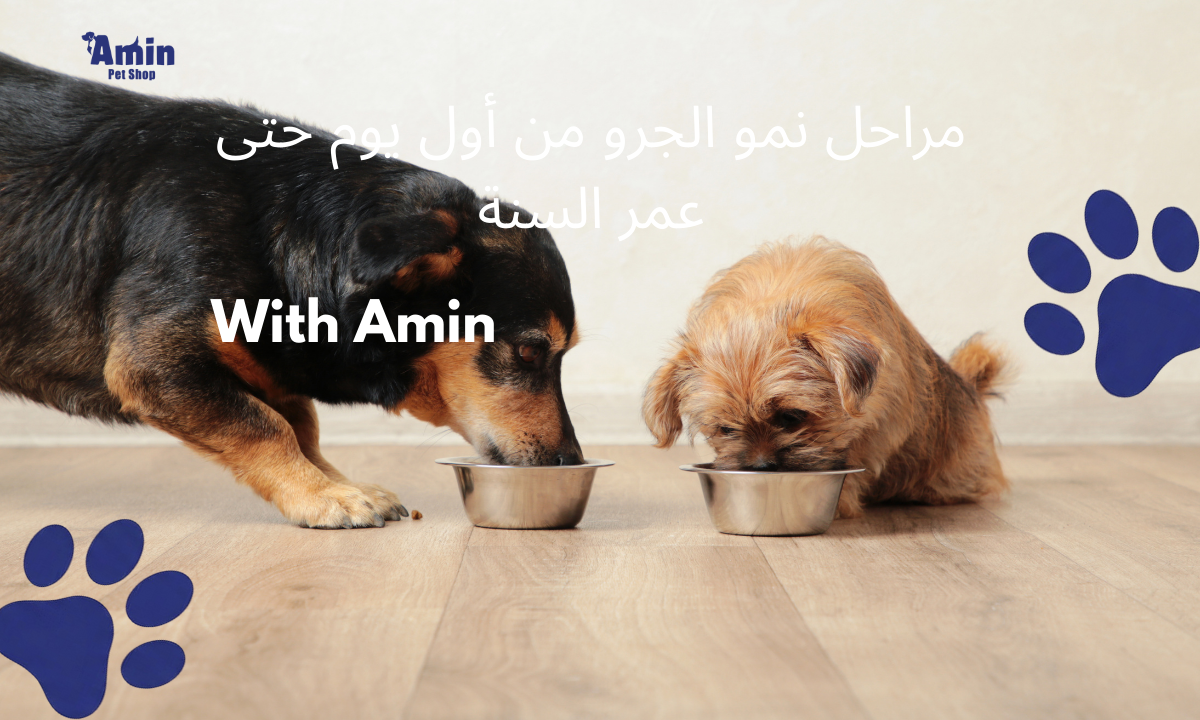 مراحل نمو الجرو من أول يوم حتى عمر السنة