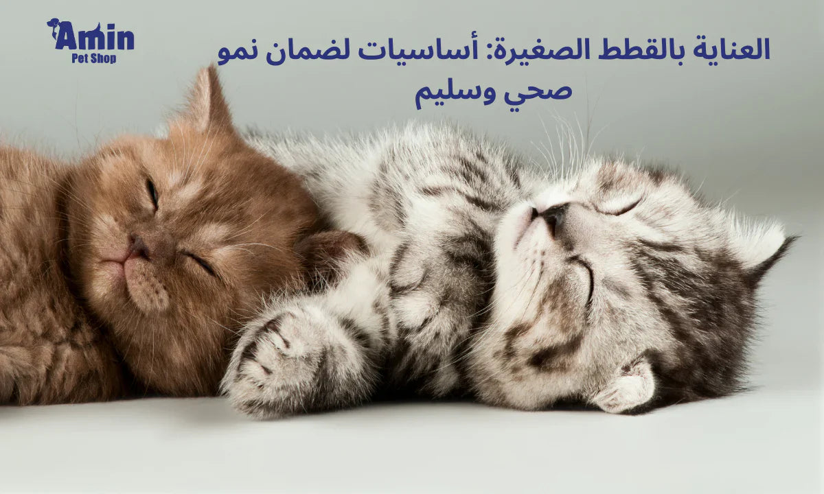 العناية بالقطط الصغيرة