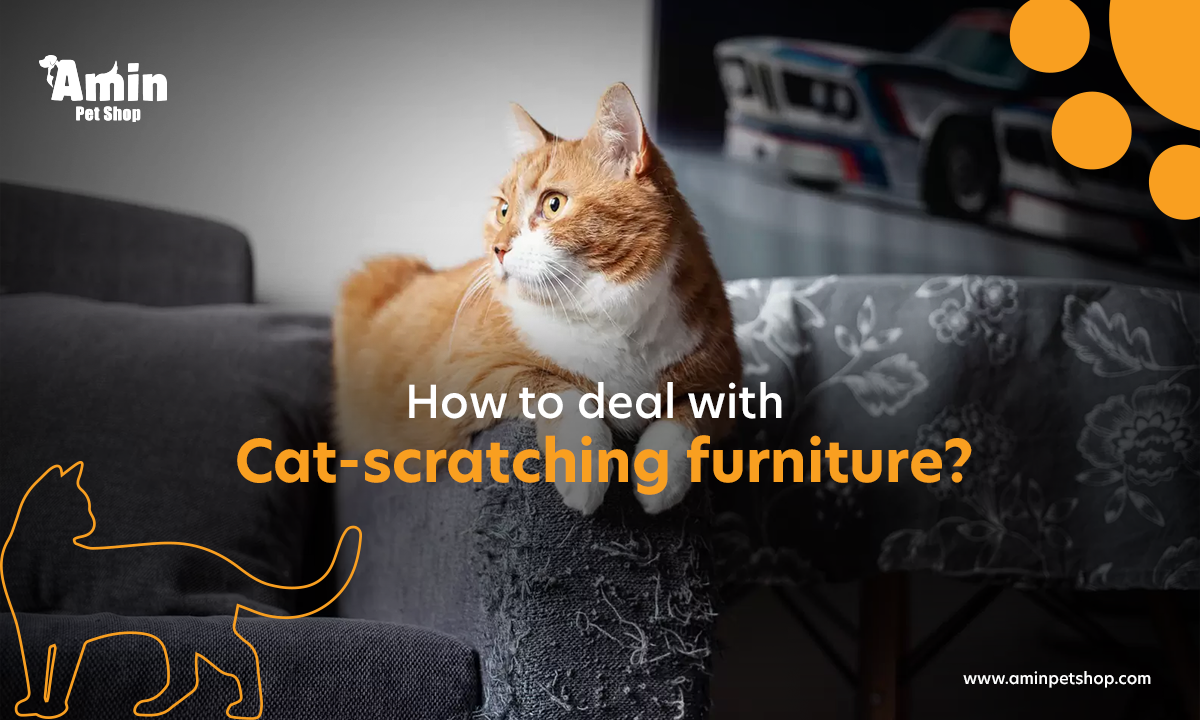 How to deal with cat scratching furniture Cat Care Tips