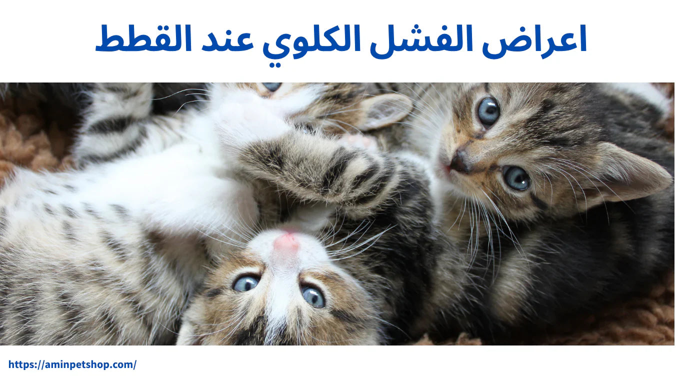 اعراض الفشل الكلوي عند القطط: الدليل الشامل من التشخيص للعلاج