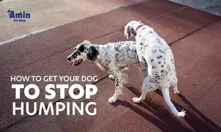 How to get your dog to stop humping