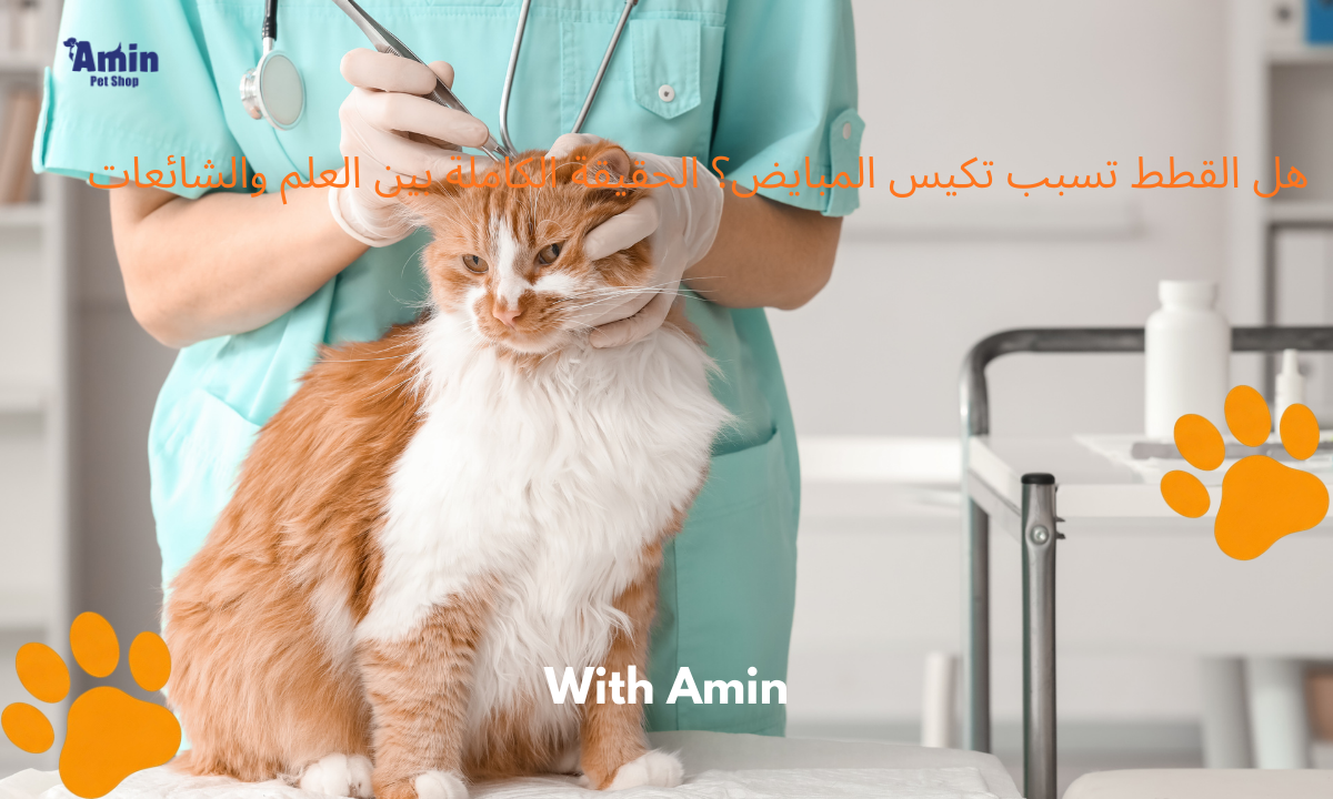 هل القطط تسبب تكيس المبايض؟ الحقيقة الكاملة بين العلم والشائعات