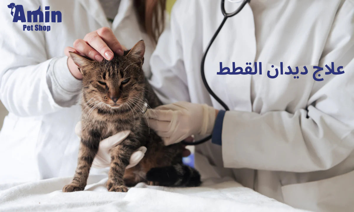 كل ما تريد معرفته عن علاج ديدان القطط: الاسباب والاعراض و المضاعفات