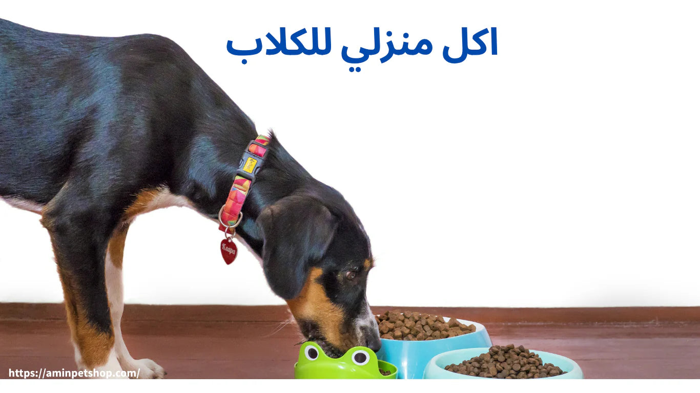 فوائد  اكل منزلي للكلاب والطرق الصحية لتحضيرها