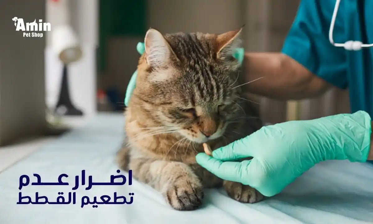 اضرار عدم تطعيم القطط