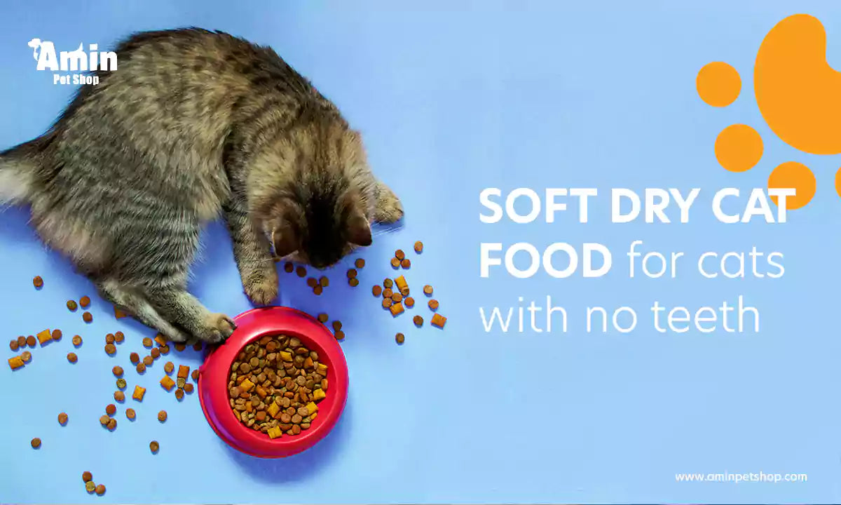 Soft dry cat food for cats with no teeth