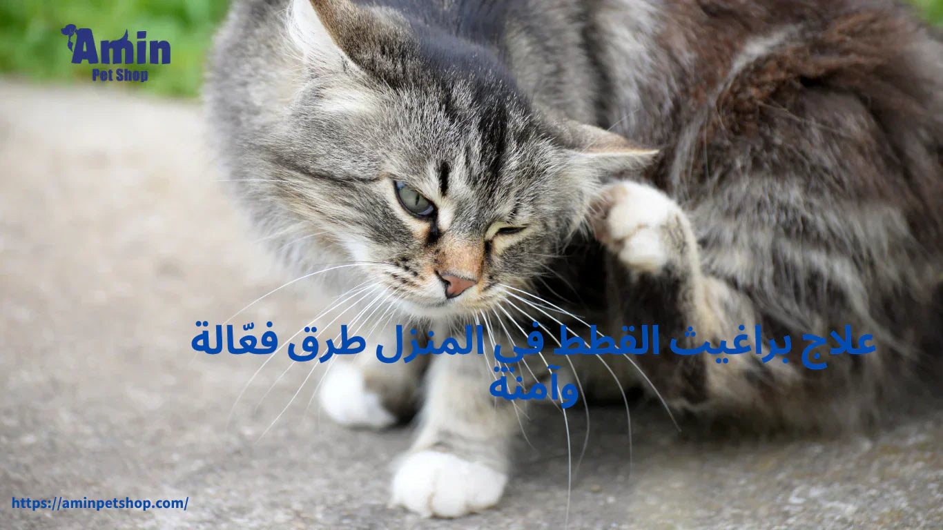 علاج براغيث القطط في المنزل طرق فعّالة وآمنة