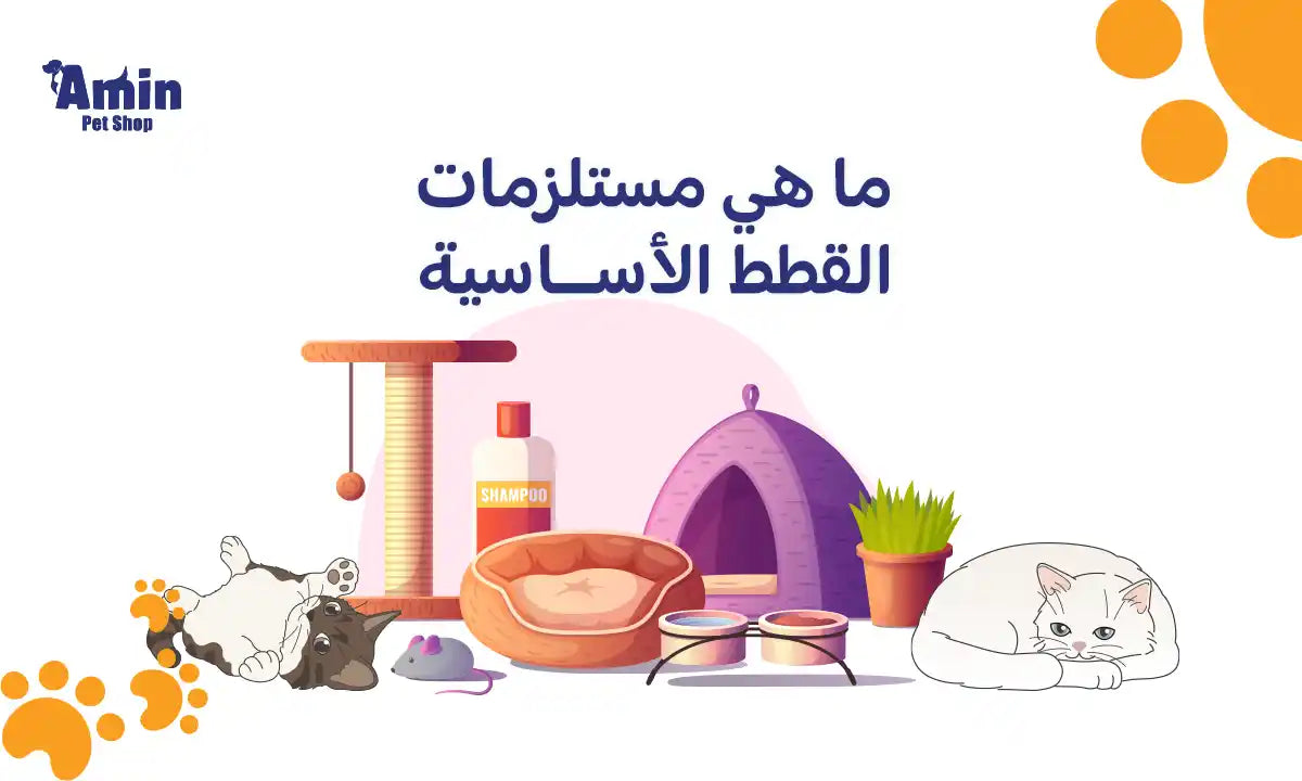 ما هي مستلزمات القطط