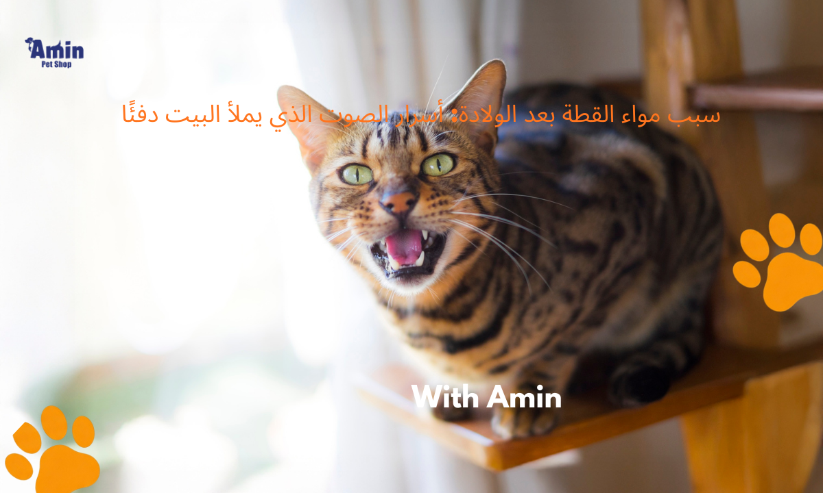 سبب مواء القطة بعد الولادة