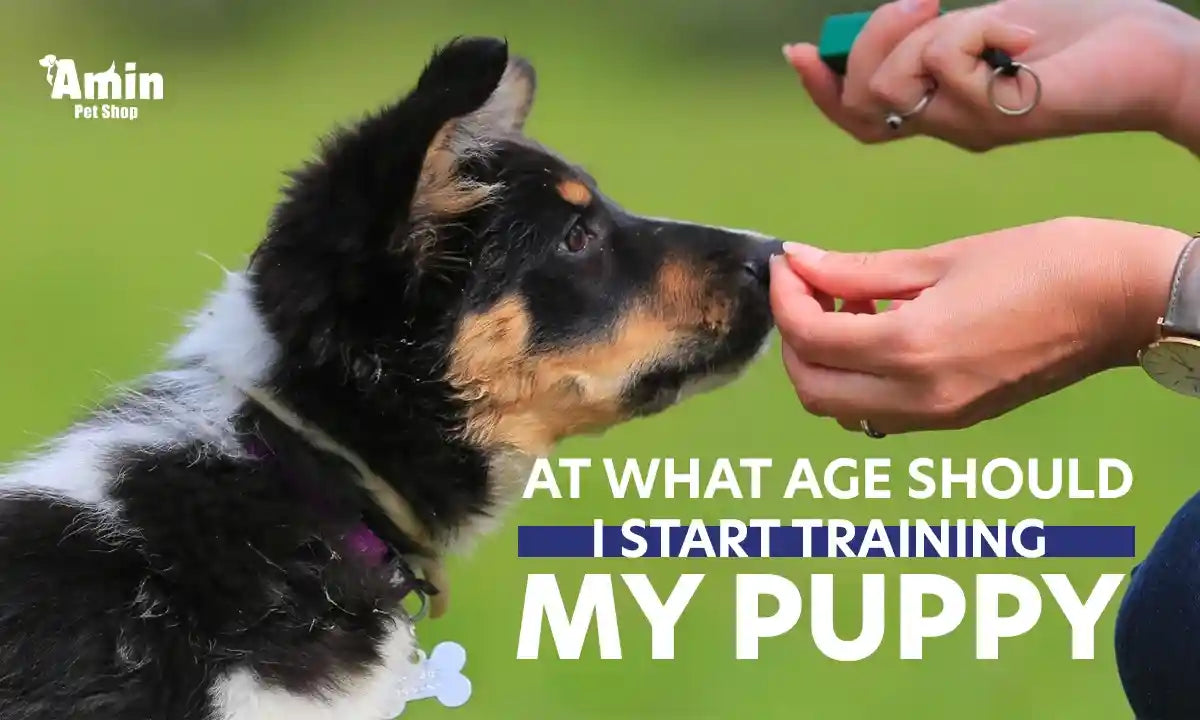 At What Age Should I Start Training My Puppy: How And When