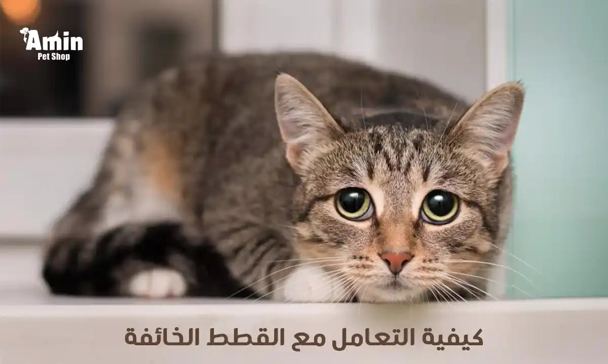 دليل كيفية التعامل مع القطط الخائفة