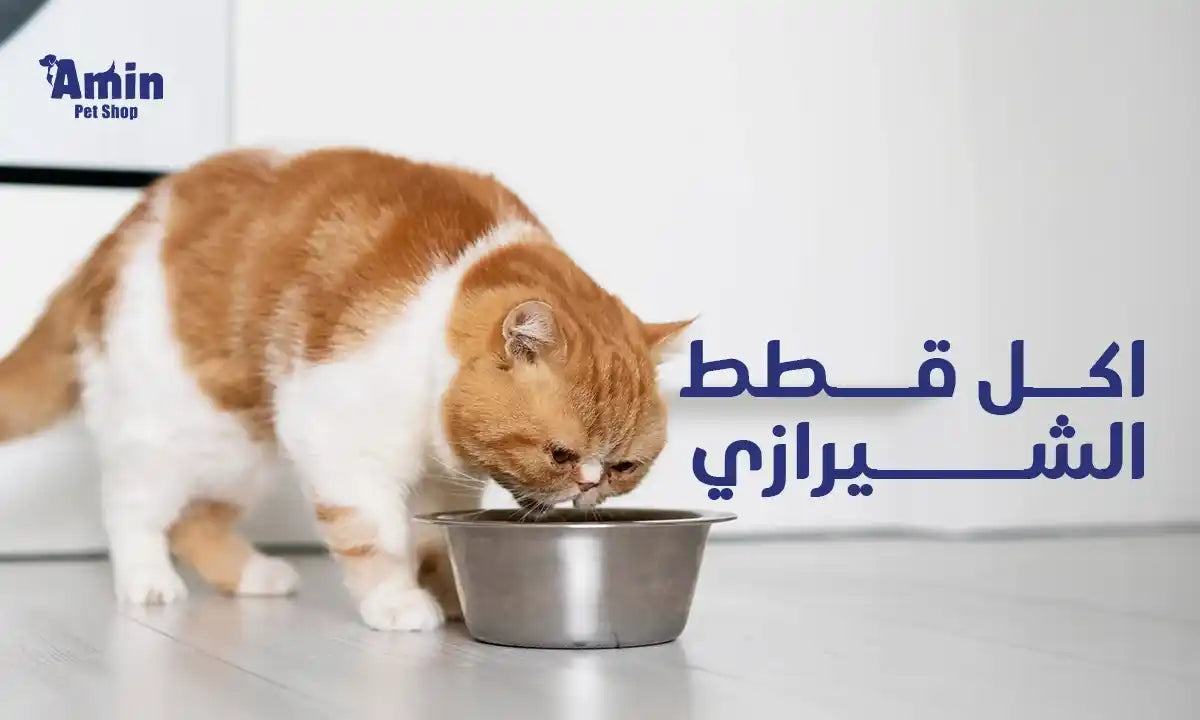 اكل قطط الشيرازي