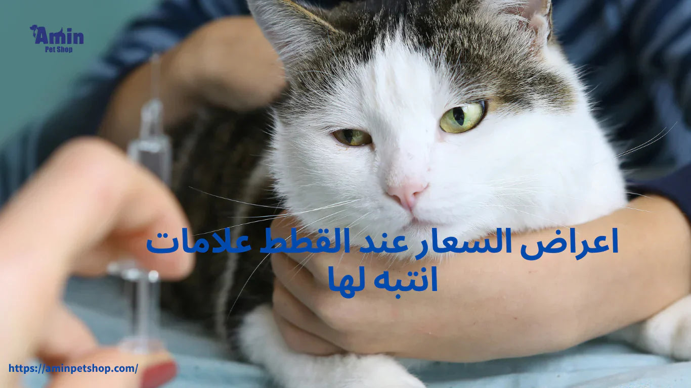 اعراض السعار عند القطط