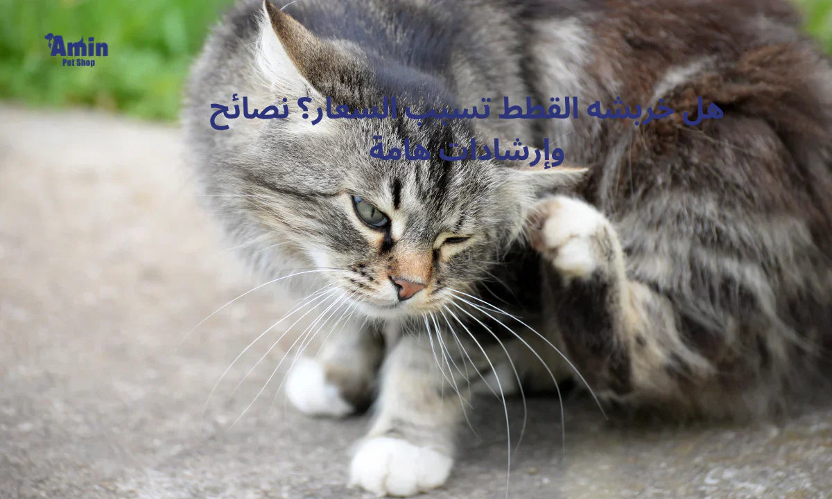 هل خربشة القطط تسبب السعار