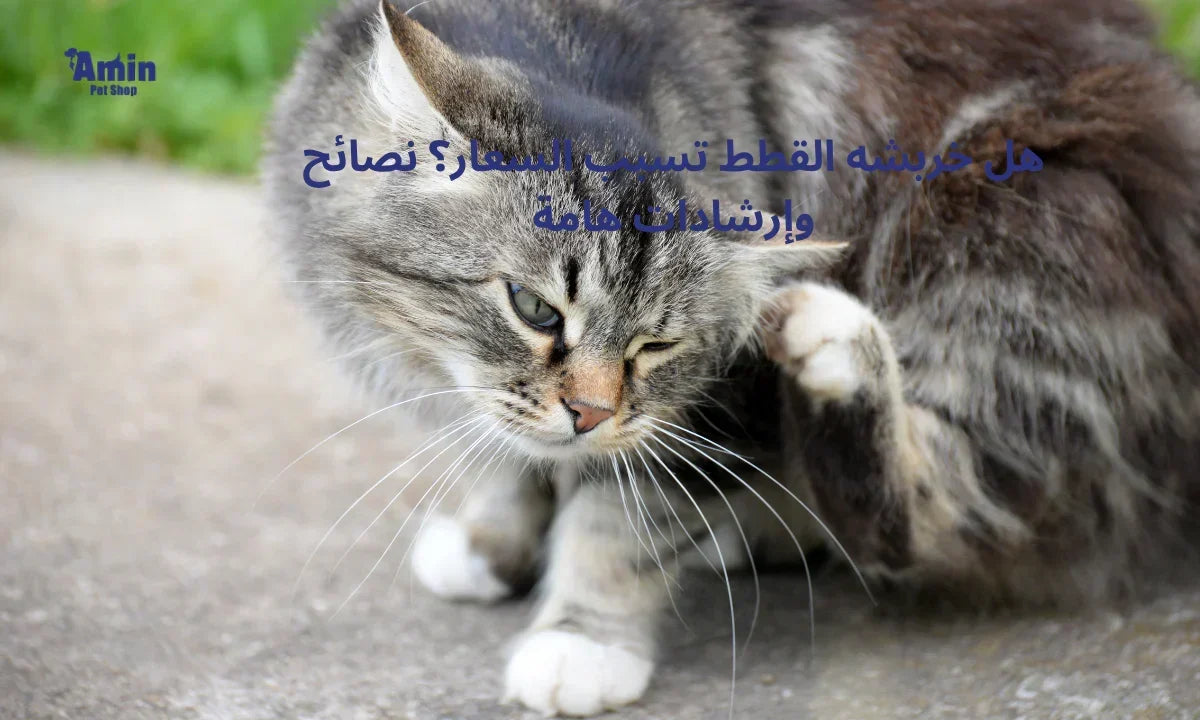 هل خربشة القطط تسبب السعار