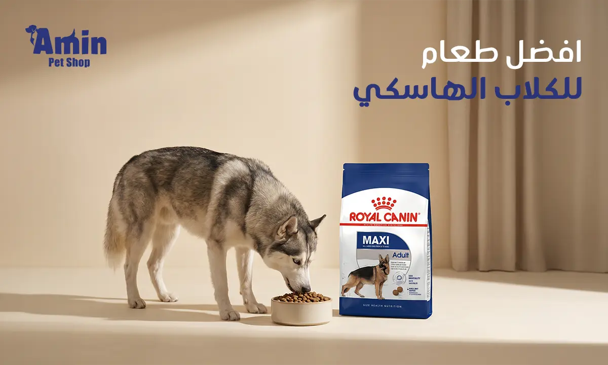 افضل طعام للكلاب الهاسكي