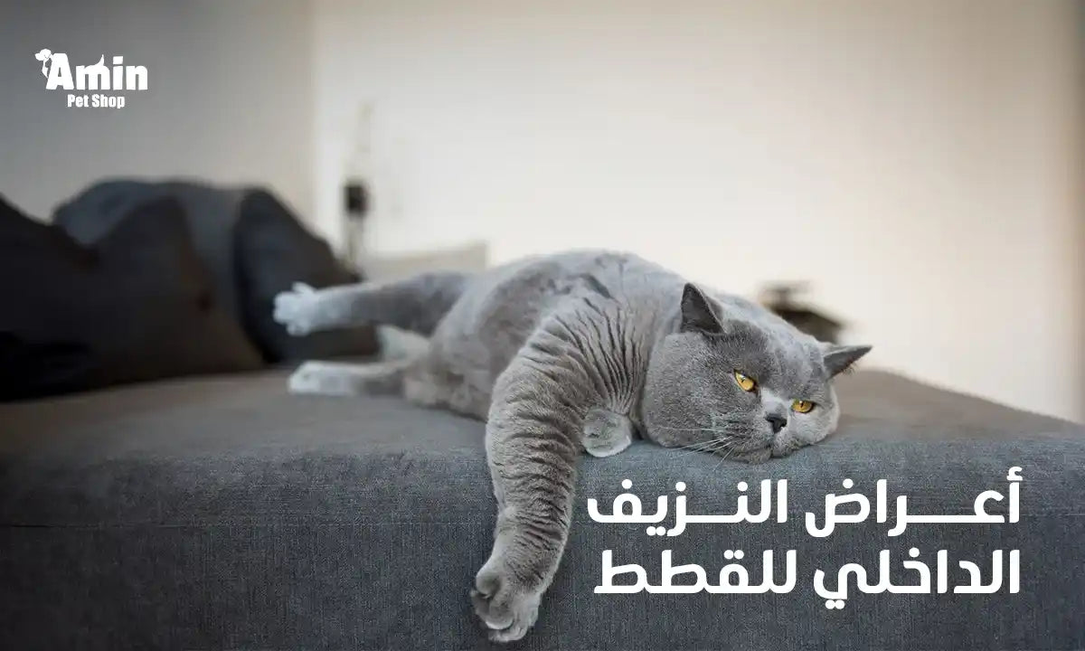 أعراض النزيف الداخلي للقطط
