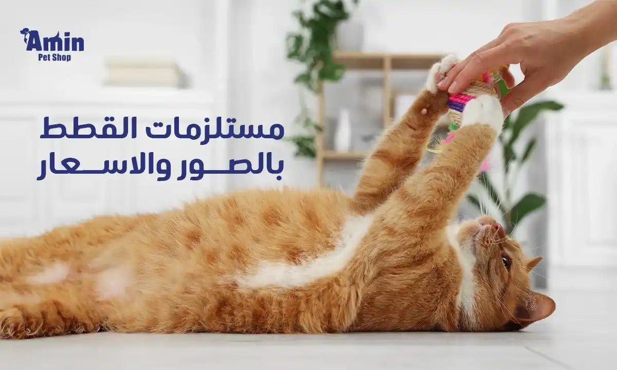 إليك دليل كامل عن مستلزمات القطط بالصور والاسعار