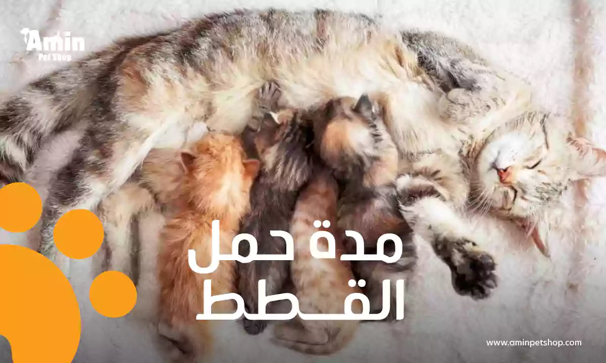 مدة حمل القطط