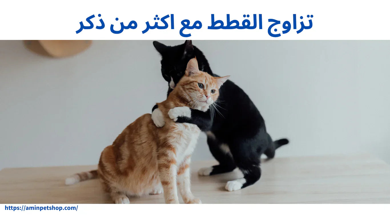 تزاوج القطط
