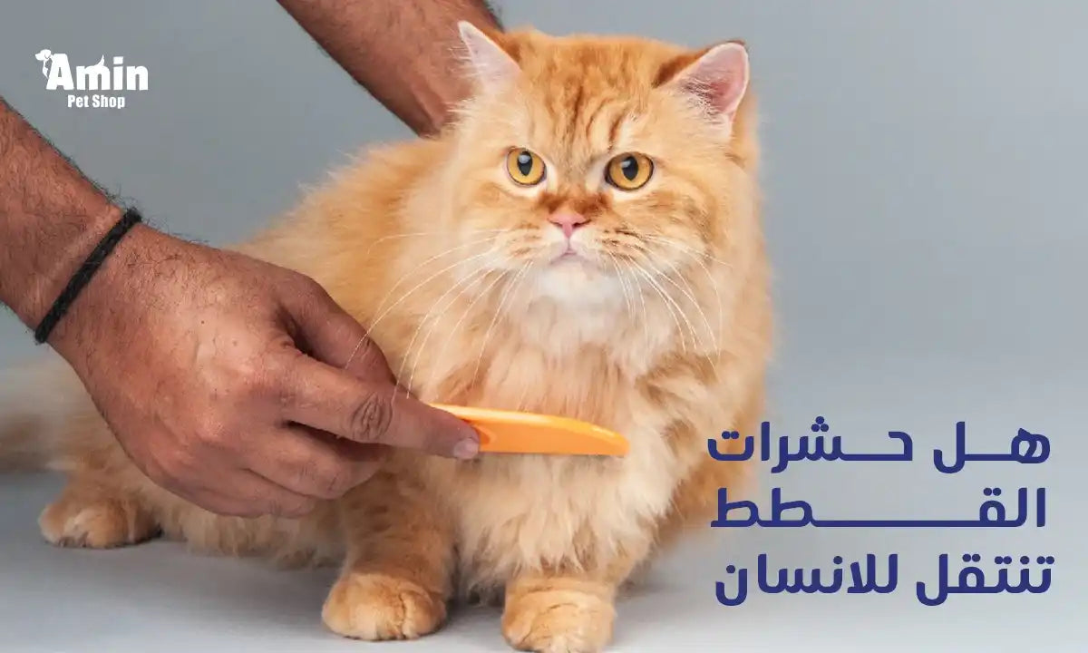 هل حشرات القطط تنتقل للانسان؟