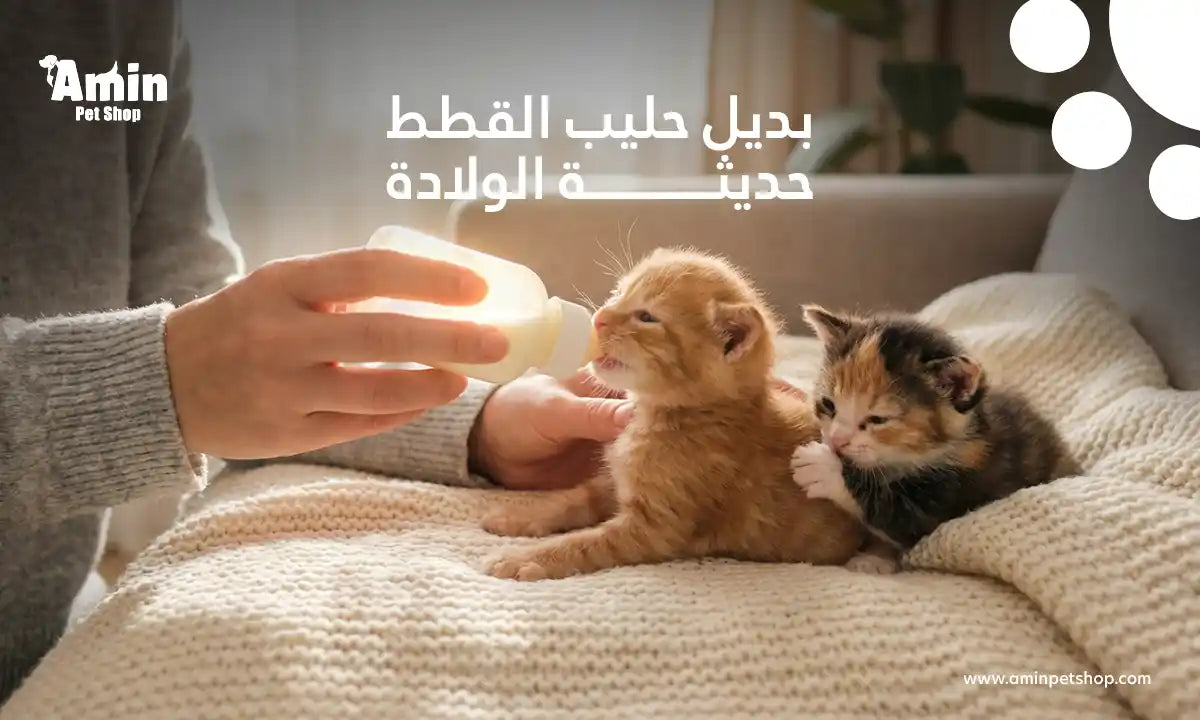 بديل حليب القطط حديثة الولادة