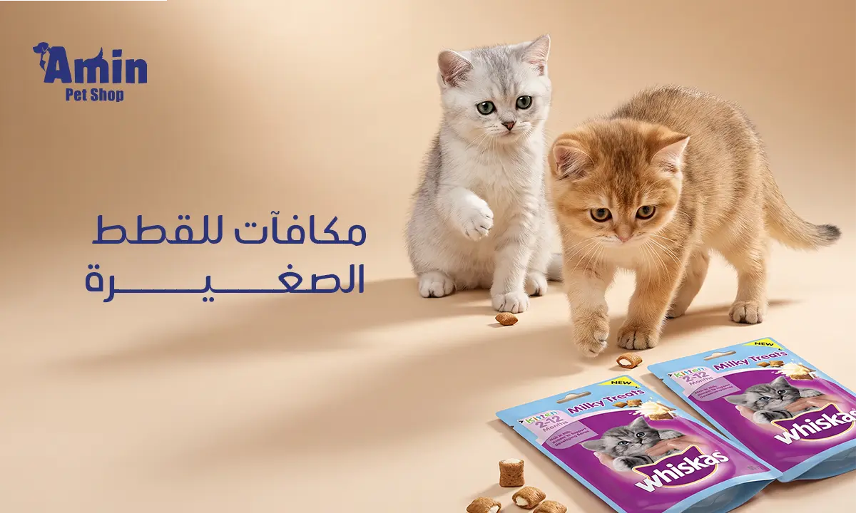 مكافآت للقطط الصغيرة