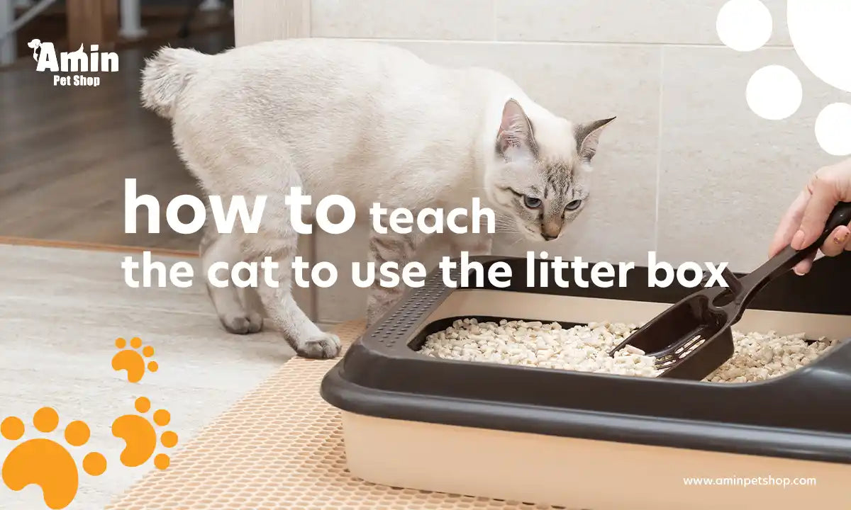how to teach the cat to use the litter box