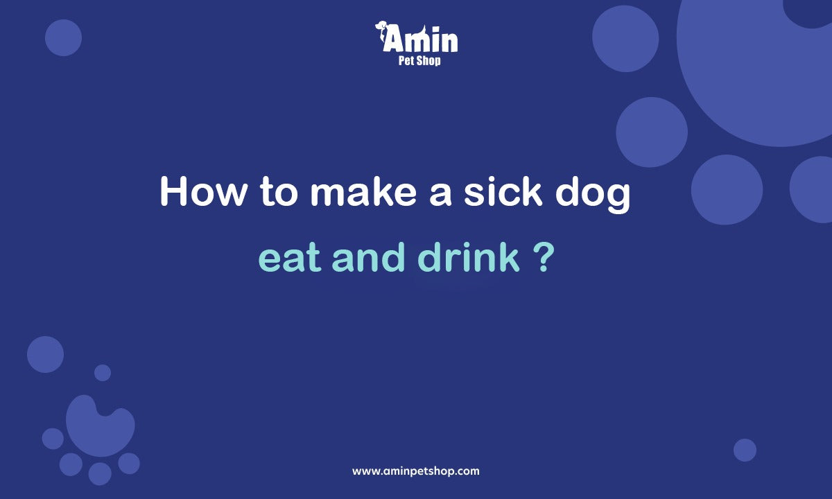 How to get sick dog to eat hotsell