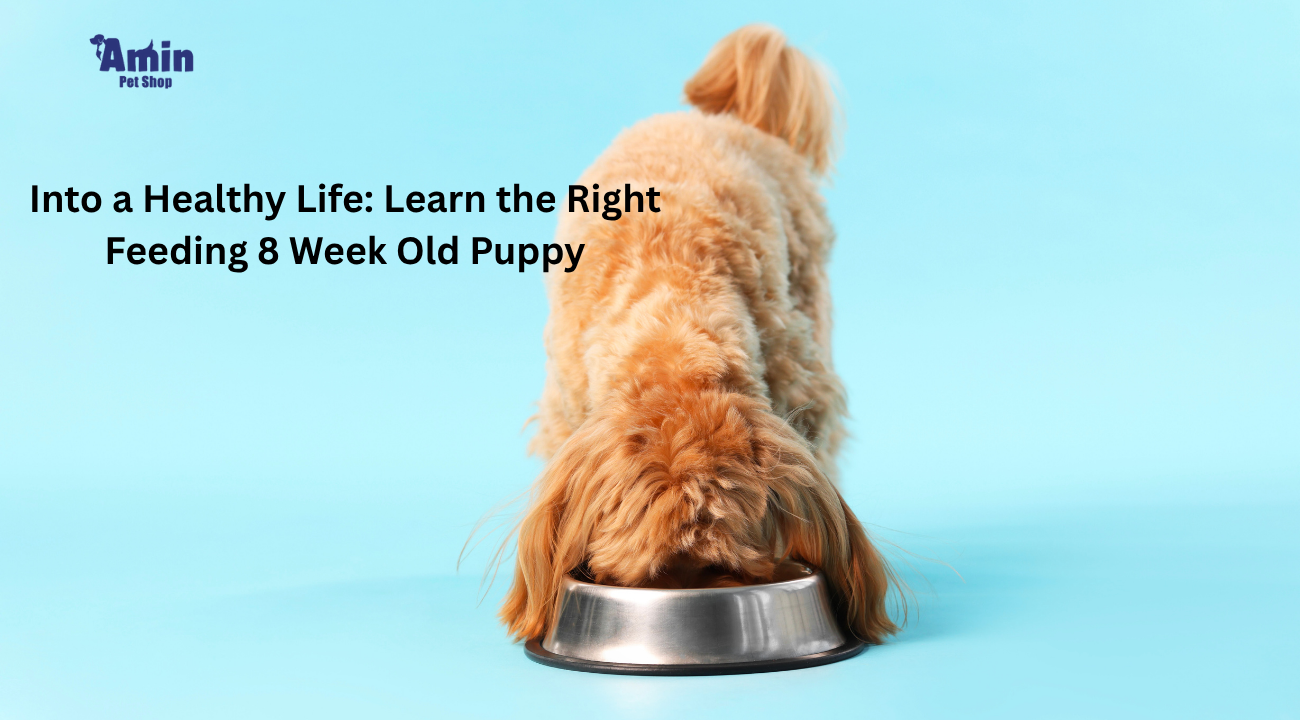 Into a Healthy Life: Learn the Right Feeding 8 Week Old Puppy