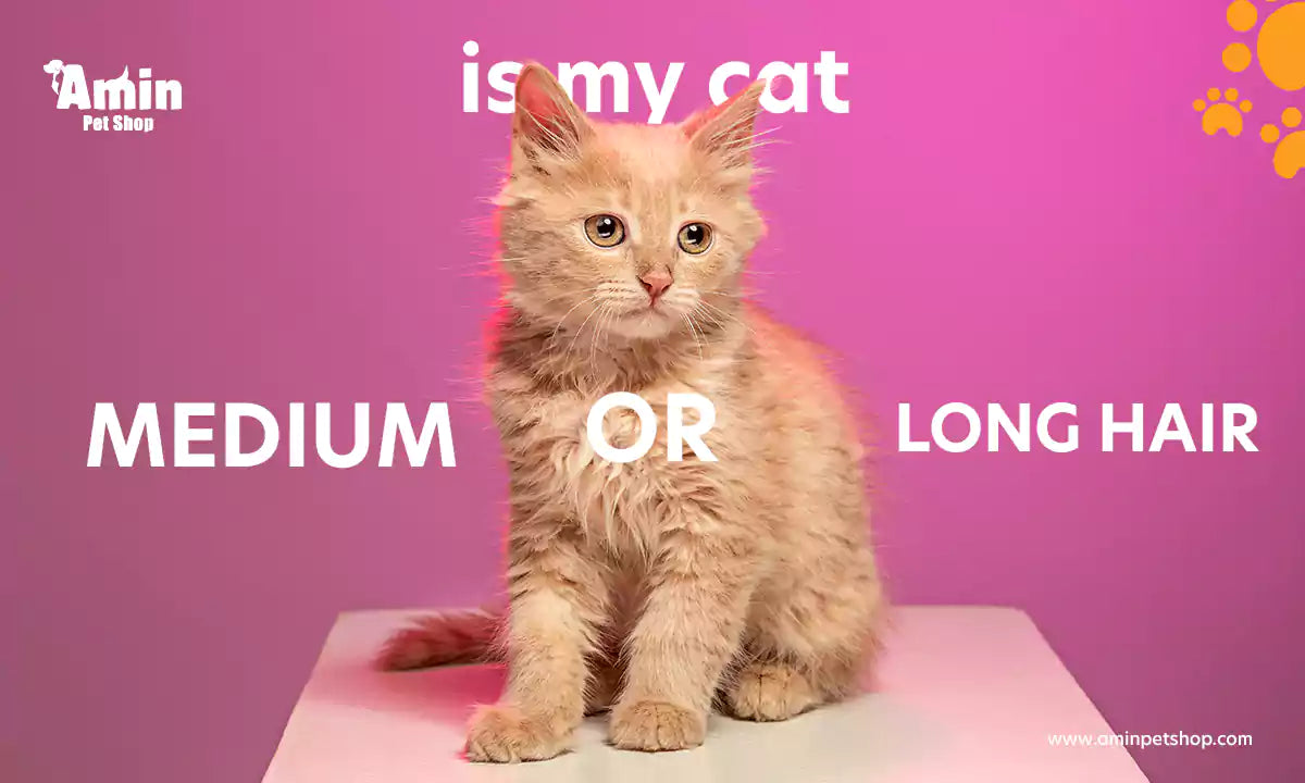 Is my cat medium or long hair