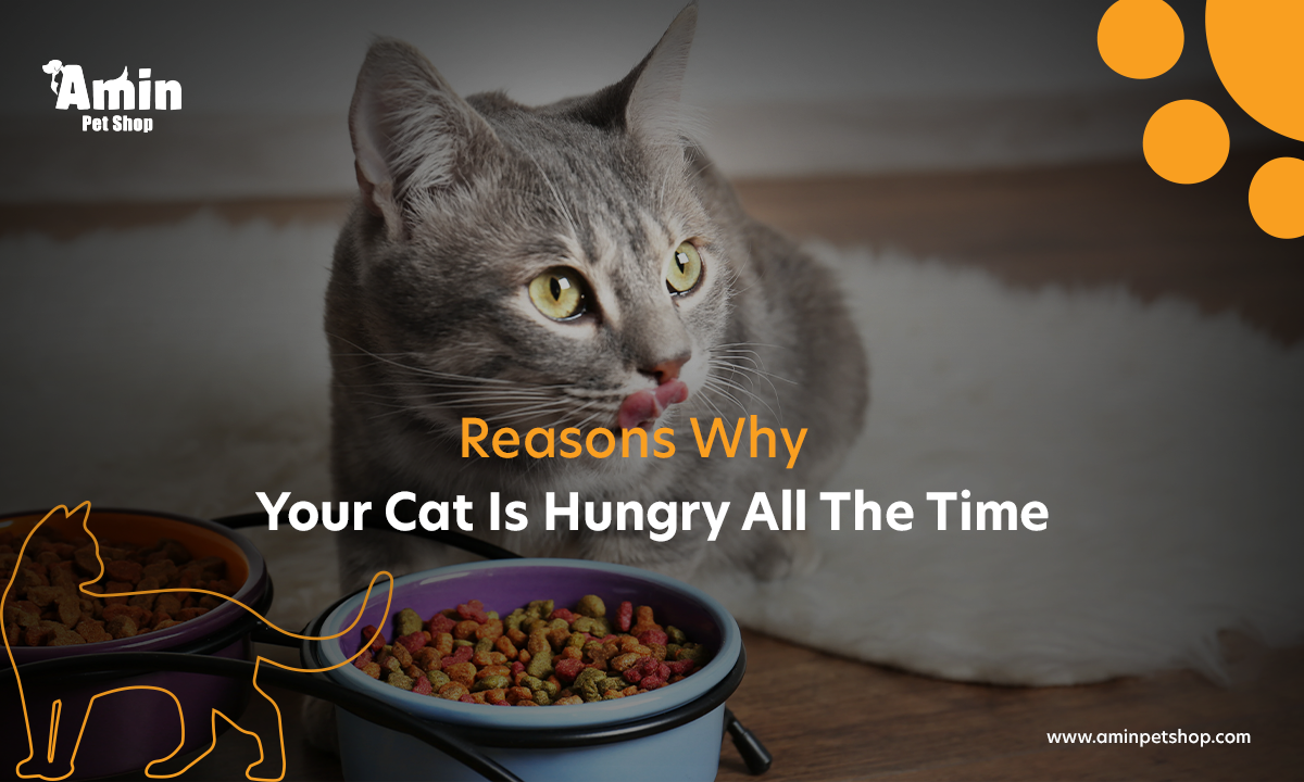 Why Is My Cat Hungry All The Time Reasons Signs Tips