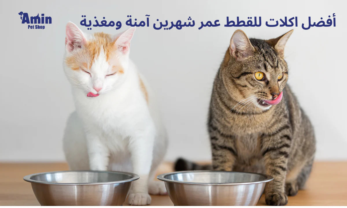 أفضل اكلات للقطط عمر شهرين آمنة ومغذية