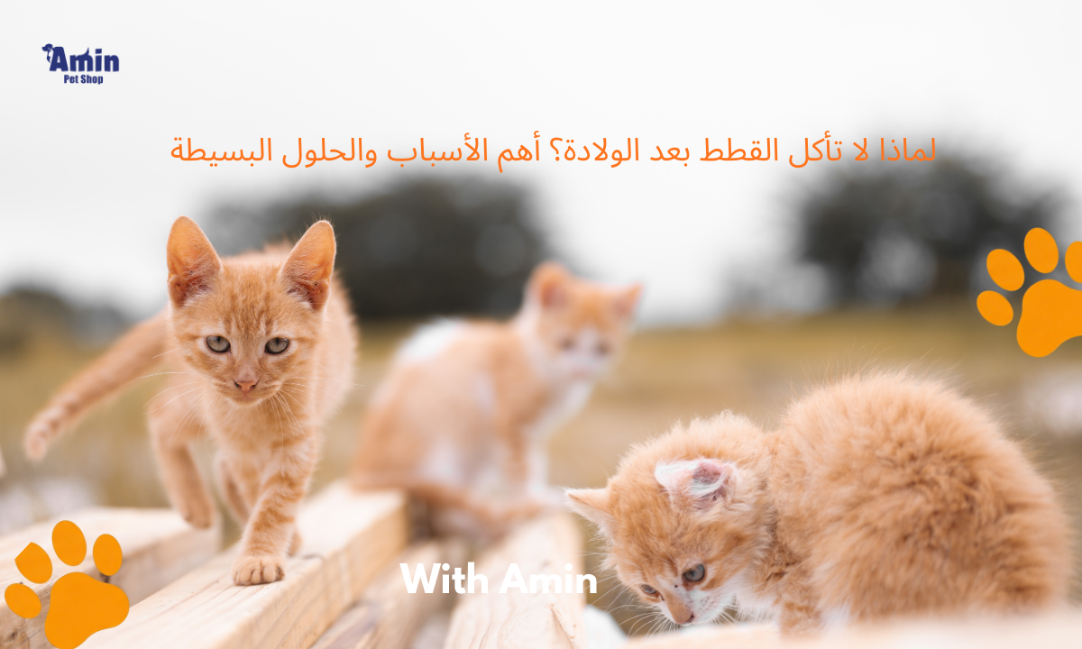 لماذا لا تأكل القطط بعد الولادة