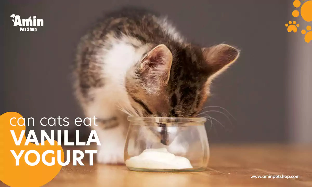 can cats eat vanilla yogurt