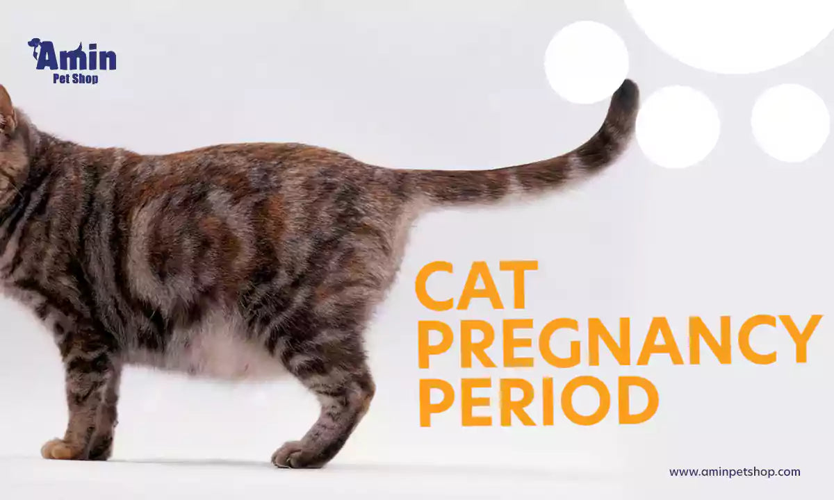 cat gestation period
