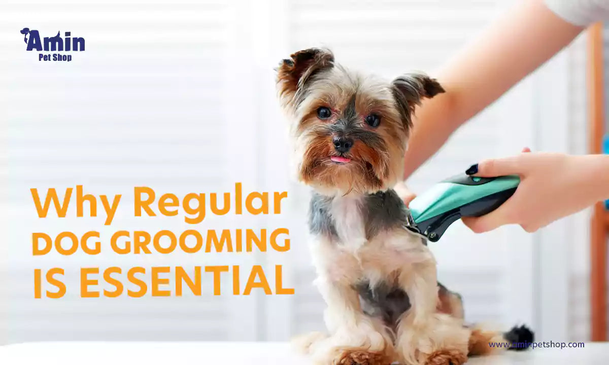 Dog grooming essentials best sale