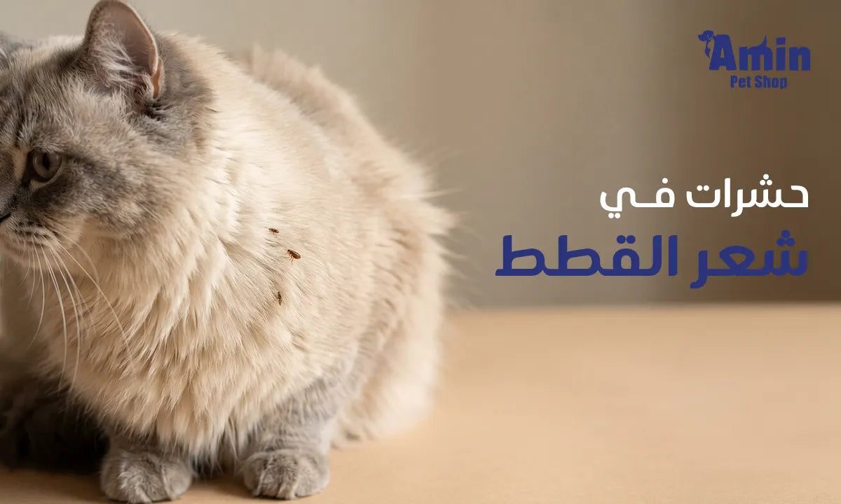 حشرات في شعر القطط