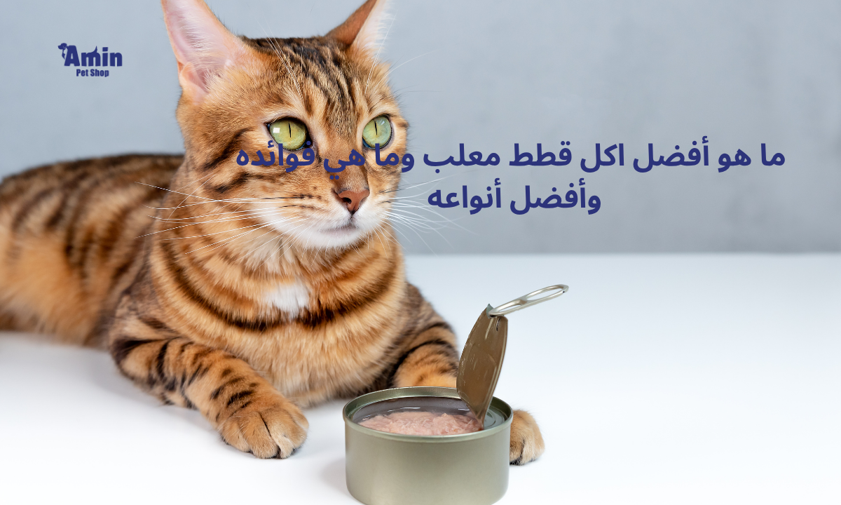 ما هو أفضل اكل قطط معلب وما هي فوائده وأفضل أنواعه