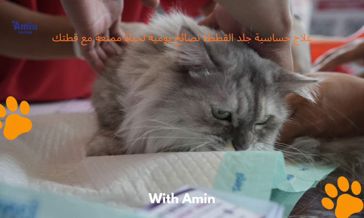 علاج حساسية جلد القطط: نصائح يومية لحياة ممتعة مع قطتك